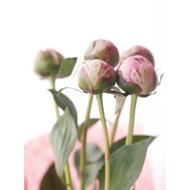 �y����J�Ԓd�z�V���N���N�̃u�[�P���Y�n�����E�������݁�