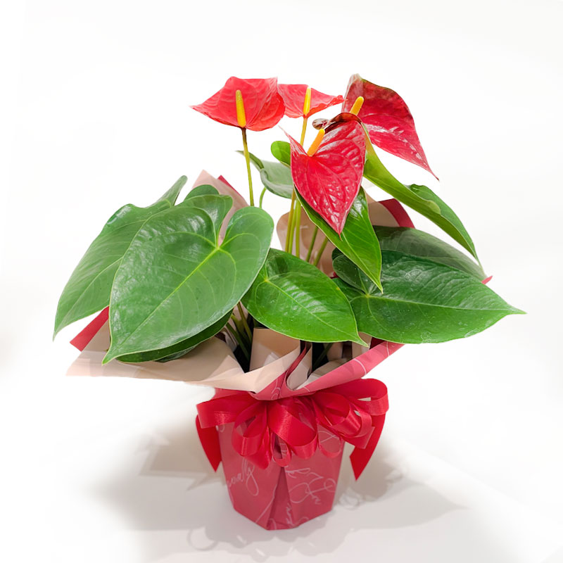 �y�f�R�[���t�����[�z�A���X���E���i���ԁj