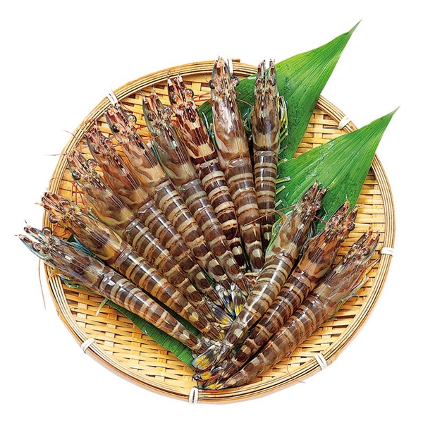 えびのみや川 天草産 活車海老(養殖)<えび特配便>