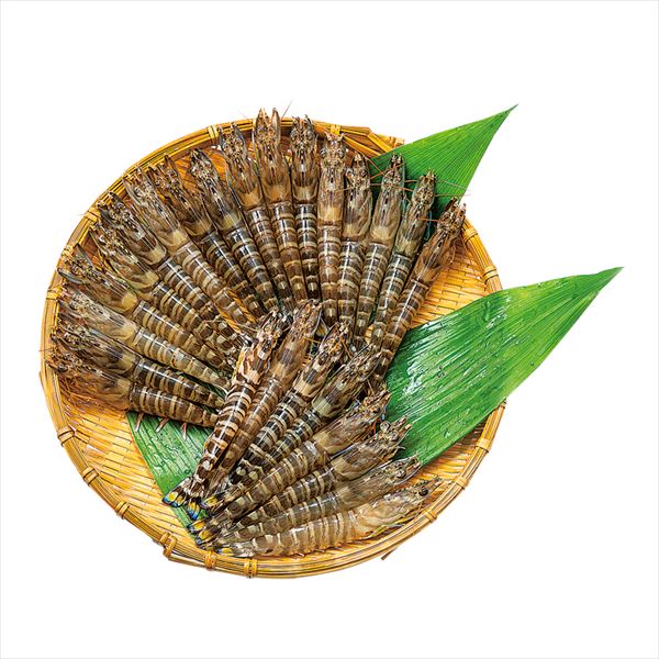 えびのみや川 天草産 活車海老(養殖)<えび特配便>