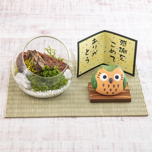 【日比谷花壇】苔プリ・ありがとうふくろうセット<産地直送・送料込み>