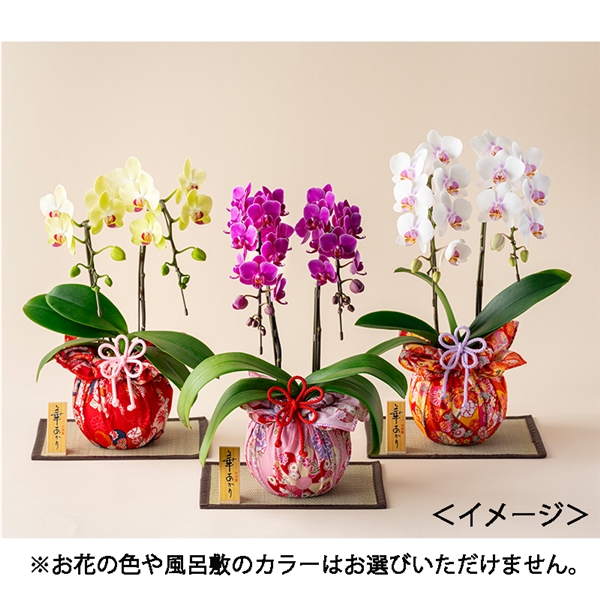 <チラシ掲載>【戸馳島 洋蘭】華あかり
