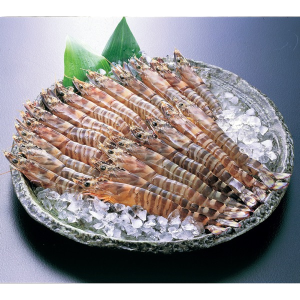 熊本・天草「活」車海老<産直・送料込み>