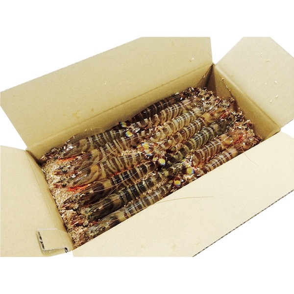 海老の宮川 天草産活車えび300g<産直・送料込み>