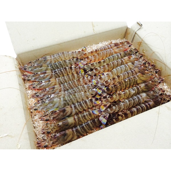 海老の宮川 天草産活車えび700g<産直・送料込み>