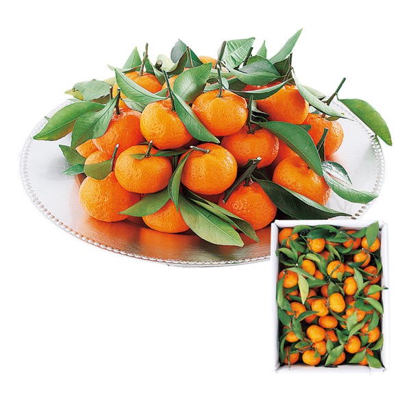 <12月以降お届け>熊本県産 葉付みかん(約3.0kg)<常温便>