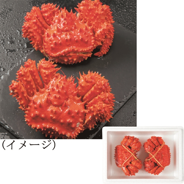 21.【藤井水産】ボイル花咲がに姿(2杯、計700g)(冷凍)<産直・送料込>