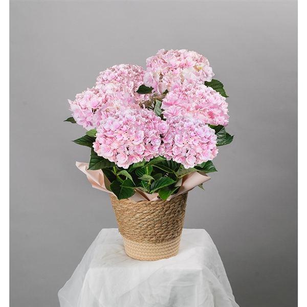 �y����J�Ԓd�z���������u�ӂ��v���Y�n�����E�������݁�