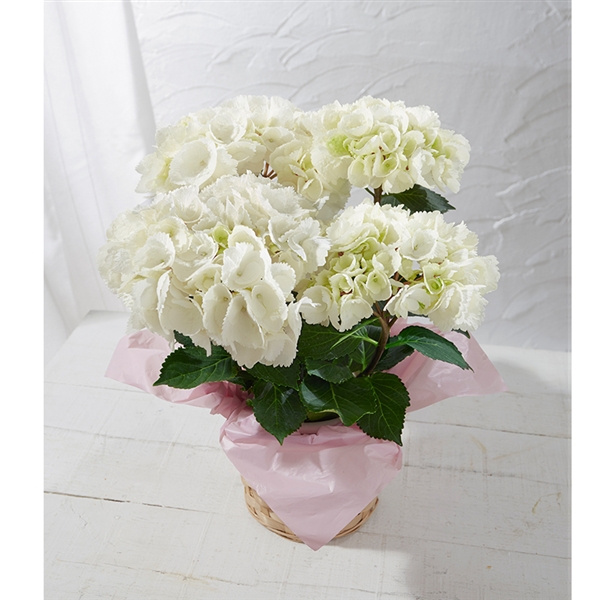 �y����J�Ԓd�z���������u�[�u���v�S�����Y�n�����E�������݁�