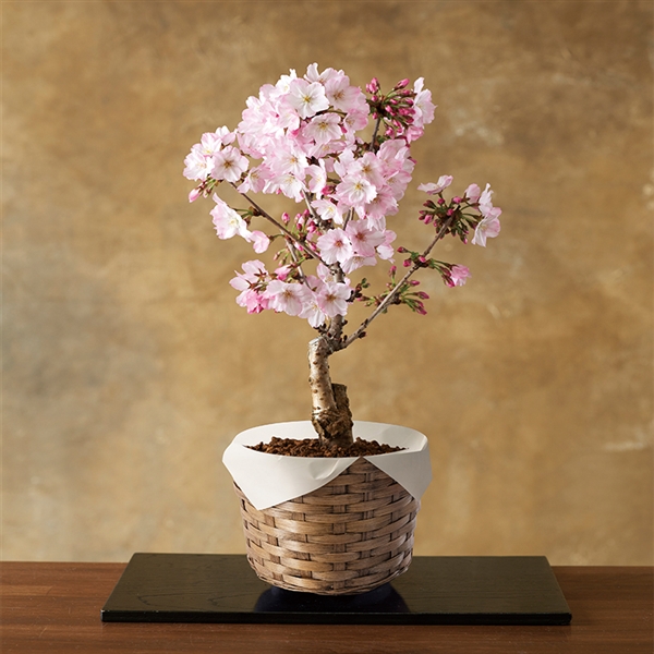 �y����J�Ԓd�z���u��a��i���Ă�΁j�v���Y�n�����E�������݁�