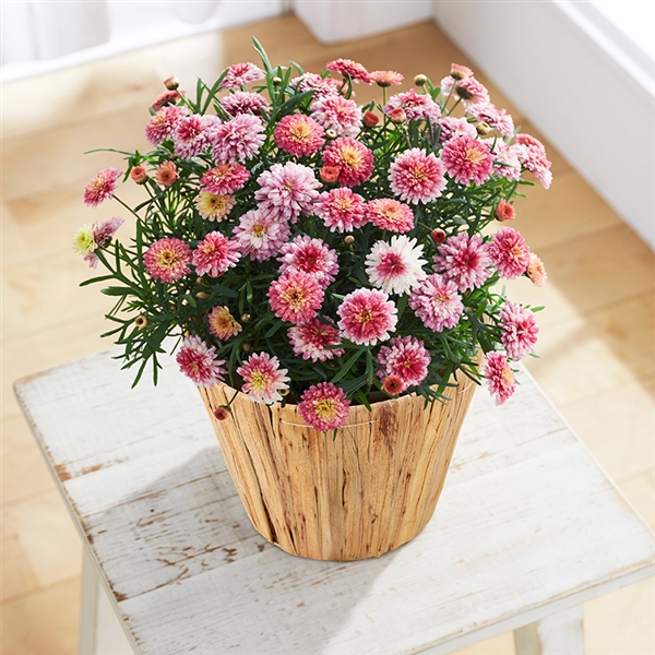 �y����J�Ԓd�z�}�[�K���b�g����s�����ꣁ��Y�n�����E�������݁�