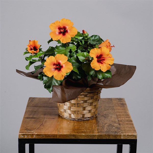 �y����J�Ԓd�z�����O���C�t�n�C�r�X�J�X�u�v�`�I�����W�v���Y�n�����E�������݁�