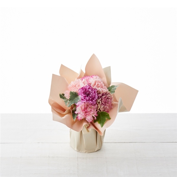 �y����J�Ԓd�z�X�^���f�B���O�u�[�P �j���A���X�J���[�s���N���Y�n�����E�������݁�