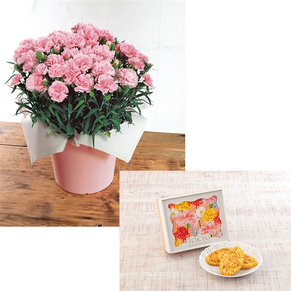 �y����J�Ԓd�z�J�[�l�[�V�����u���ӂ̋C�����v�s���N�E�����t�����[�u�[�P�u���[�t�p�C��Z�b�g���Y�n�����E�������݁�