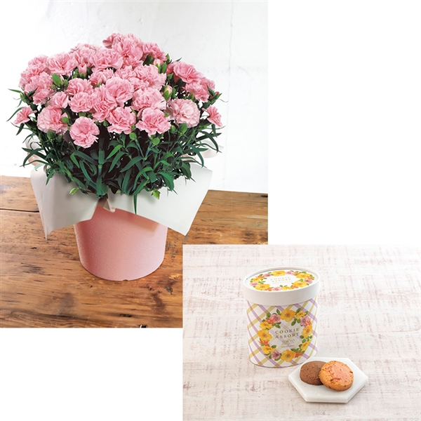 �y����J�Ԓd�z�J�[�l�[�V�����u���ӂ̋C�����v�s���N�E�����t�����[�u�[�P�u�N�b�L�[�A�\�[�g��Z�b�g���Y�n�����E�������݁�