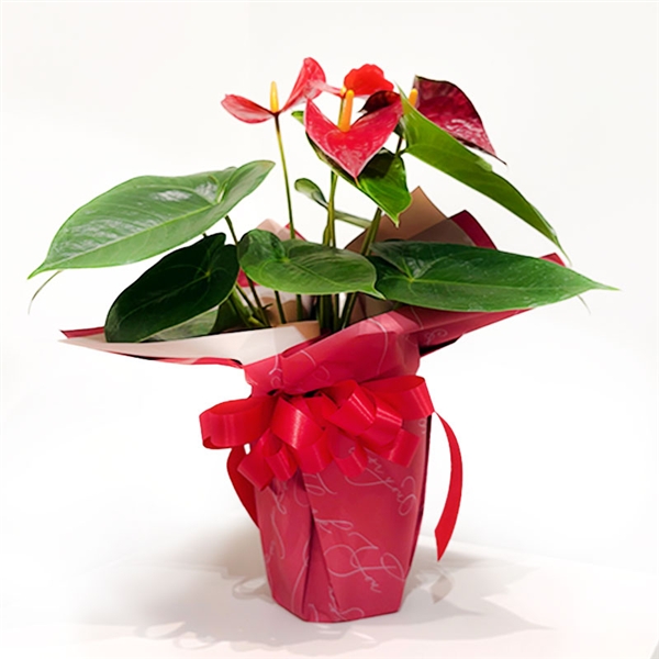 �y�f�R�[���t�����[�z�A���X���E���i���ԁj