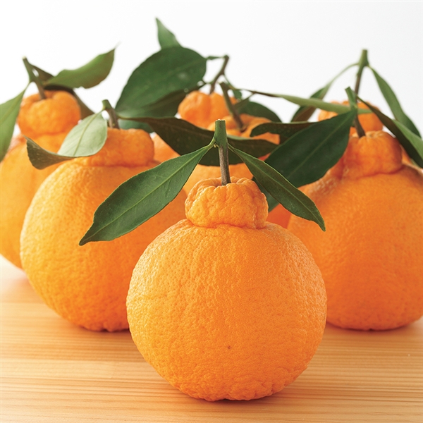 �F�{���Y�@�t�t�s�m�΁i3kg���j���퉷�ց�