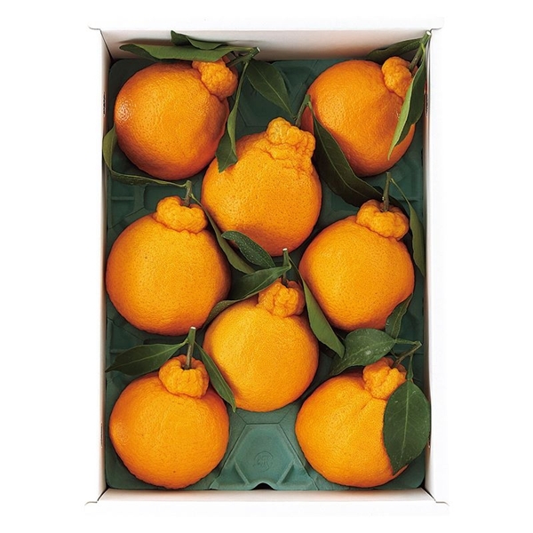 �F�{�Y�@�t�t��̖L�i��R�����j