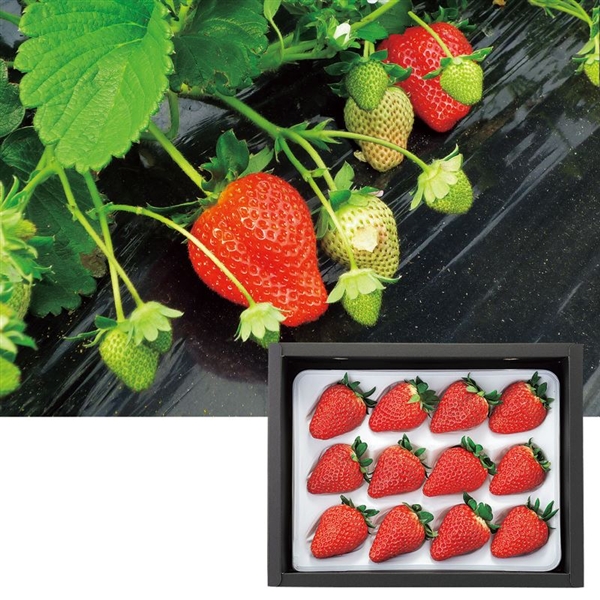 �F�{�Y�@�������i���݂̂�j���①�ց��i�P���P�T���ȍ~����̔����j