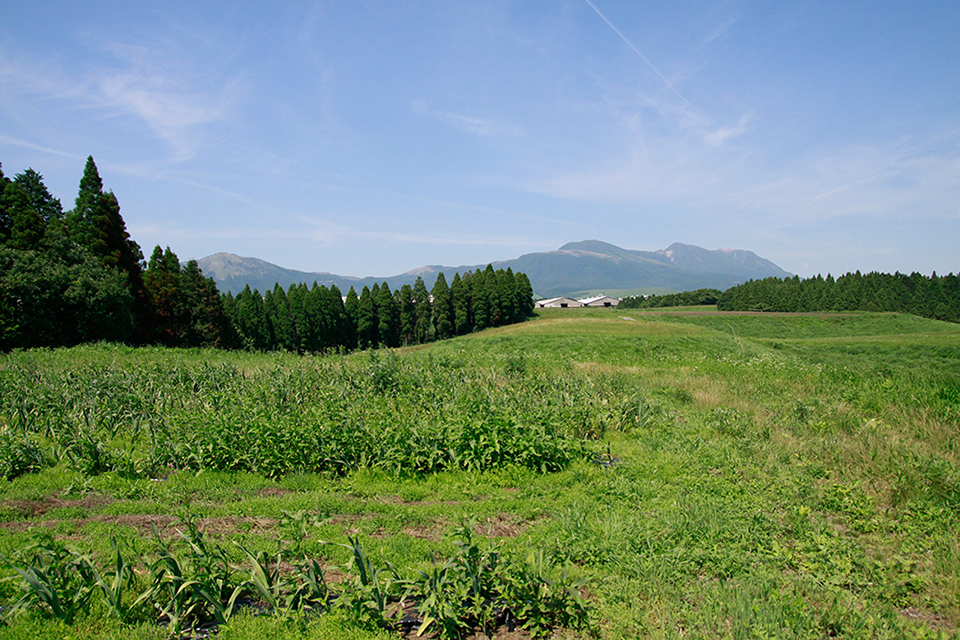 九重連山を望む高原地帯にある露地栽培のニンニク畑の画像