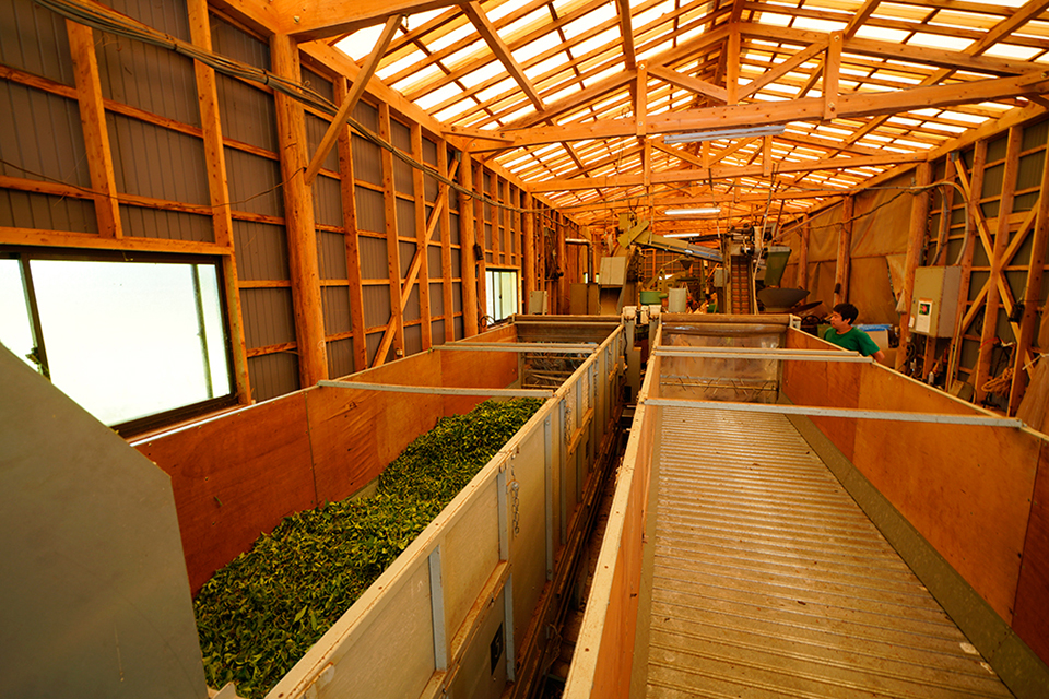 加工を行う製茶工場の画像