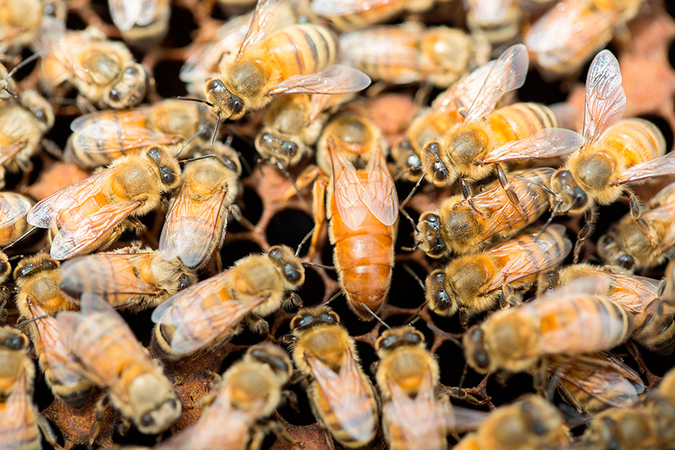 農作物の交配用ミツバチの画像