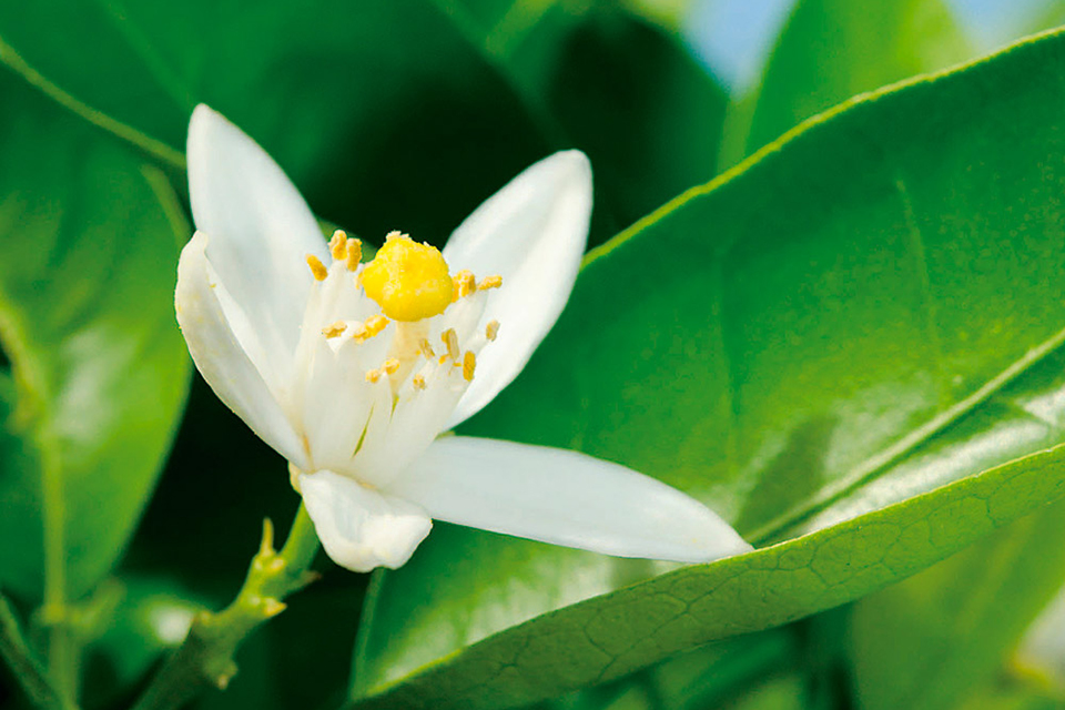 温州みかんの真っ白な花の画像