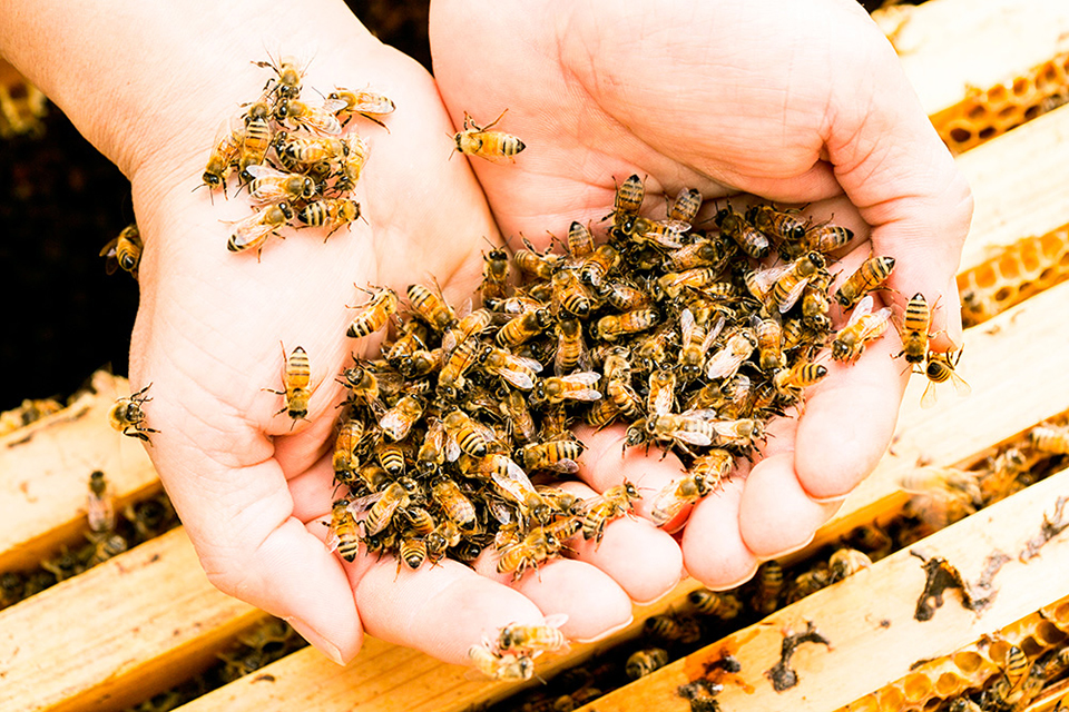 西岡さんの手の中で大人しくしているミツバチの画像